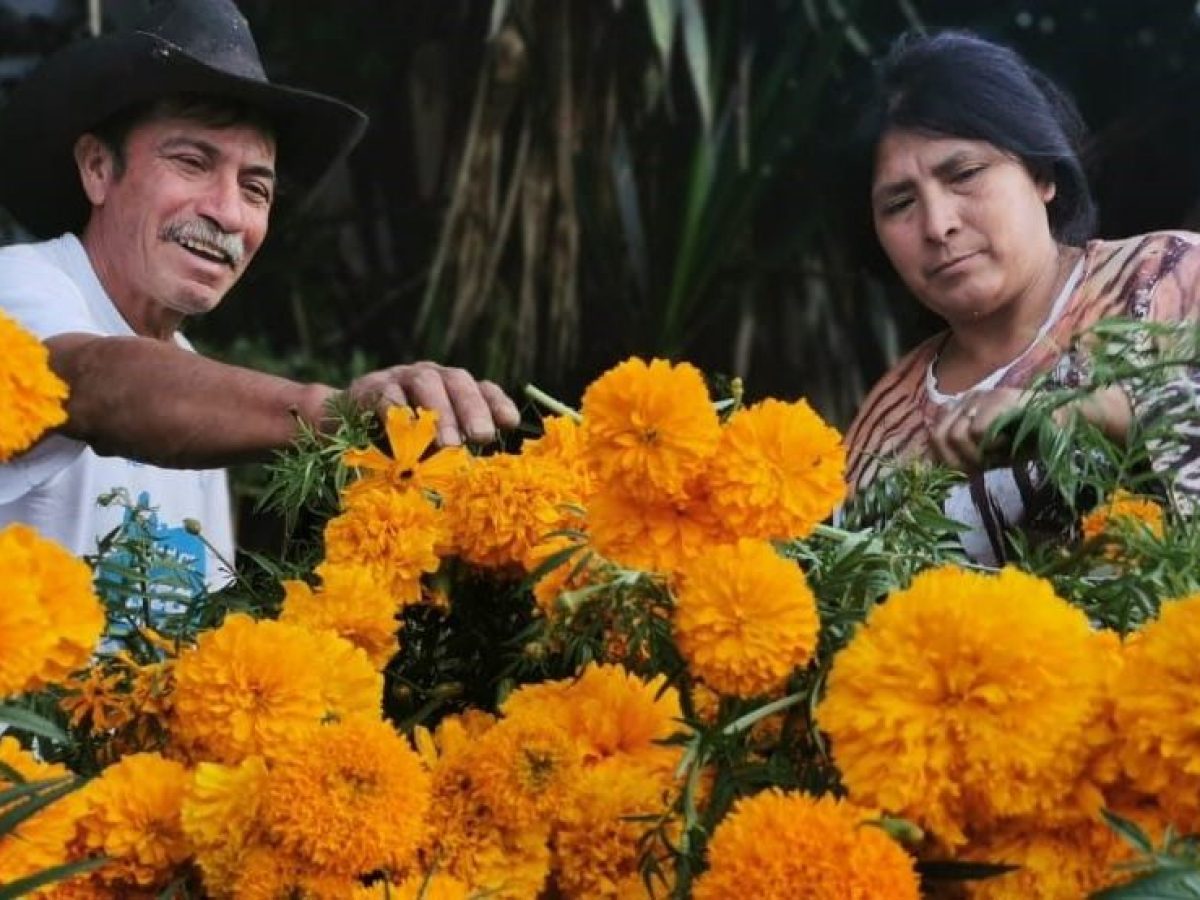 a group of colorful flowers