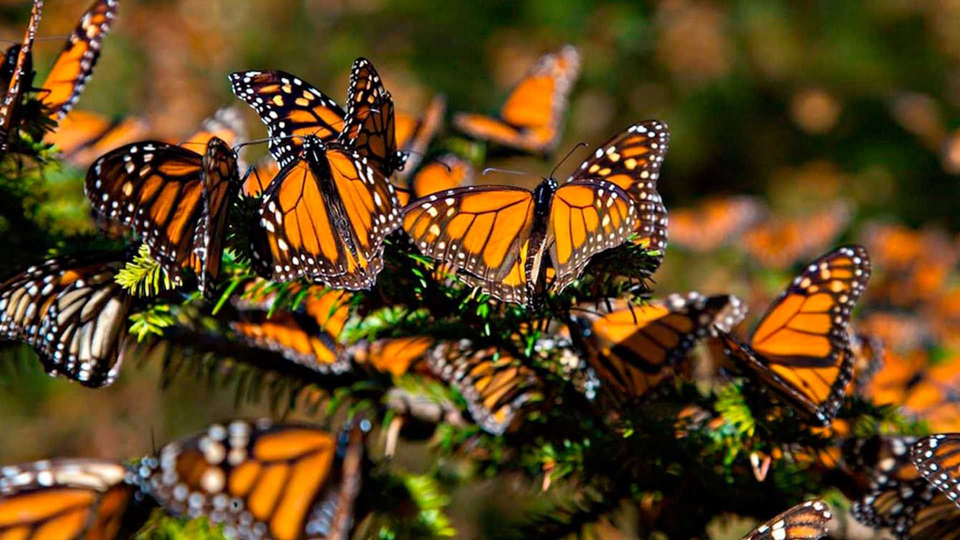 a colorful butterfly on a flower